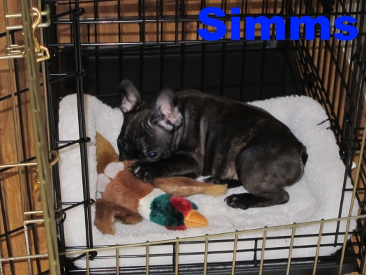 Crate Training Bluegrass Frenchies