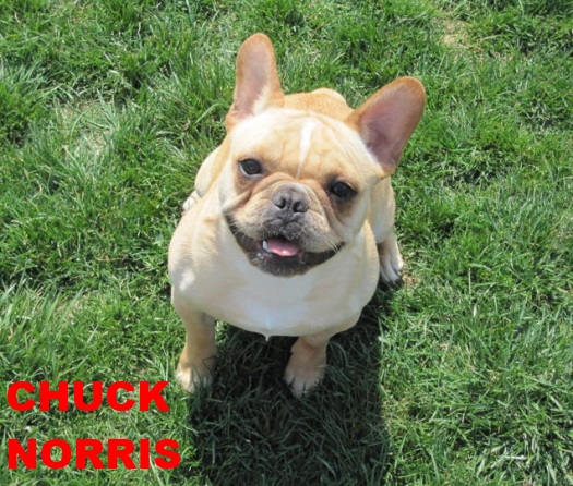 House Training your French Bulldog | Bluegrass Frenchies