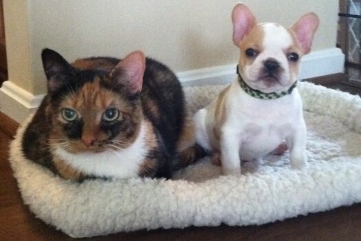 do french bulldogs get on with cats