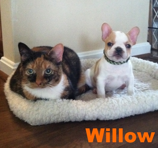 do french bulldogs get along with cats