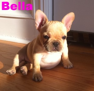 french-bulldog-breeder