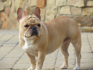 adult cream french bulldog