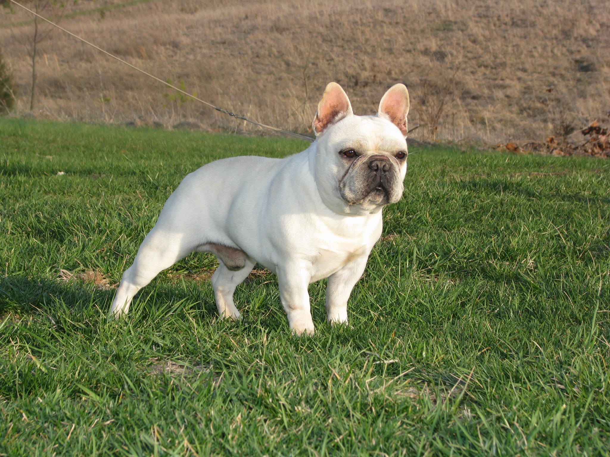 Color Me Frenchie | Bluegrass Frenchies