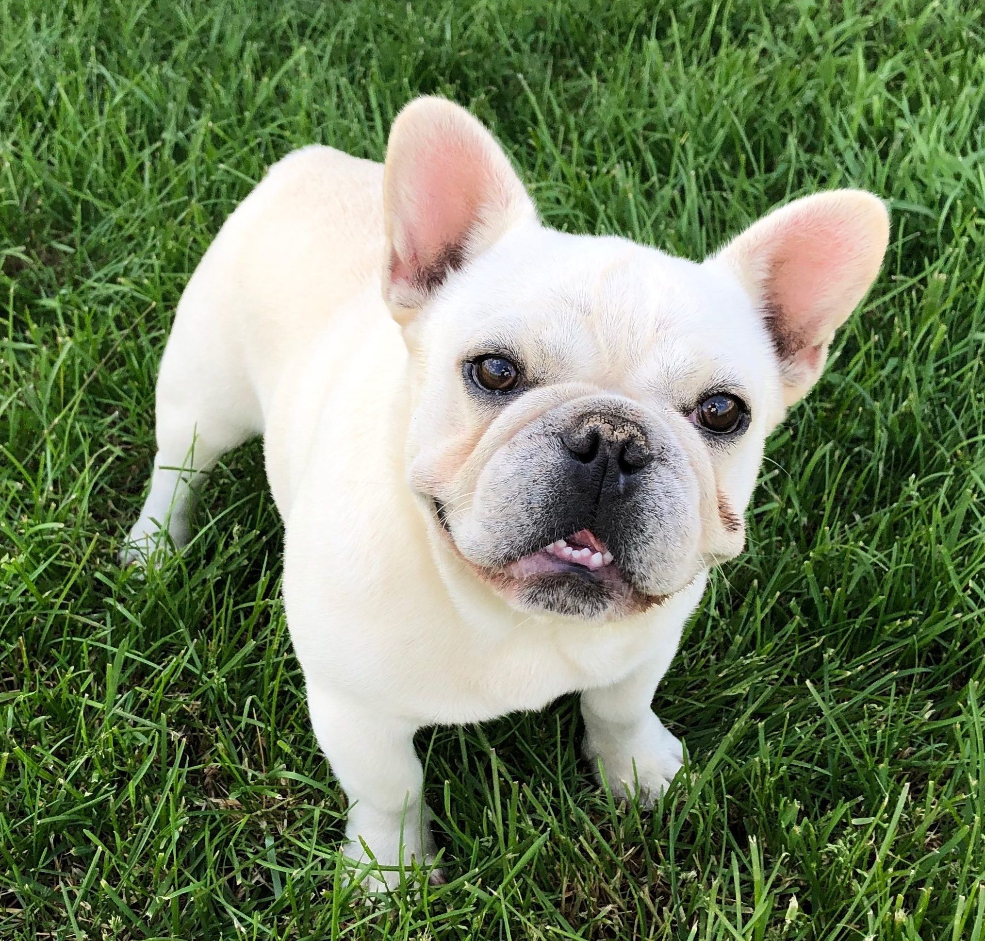 Our French Bulldog Stud Dogs | Bluegrass Frenchies