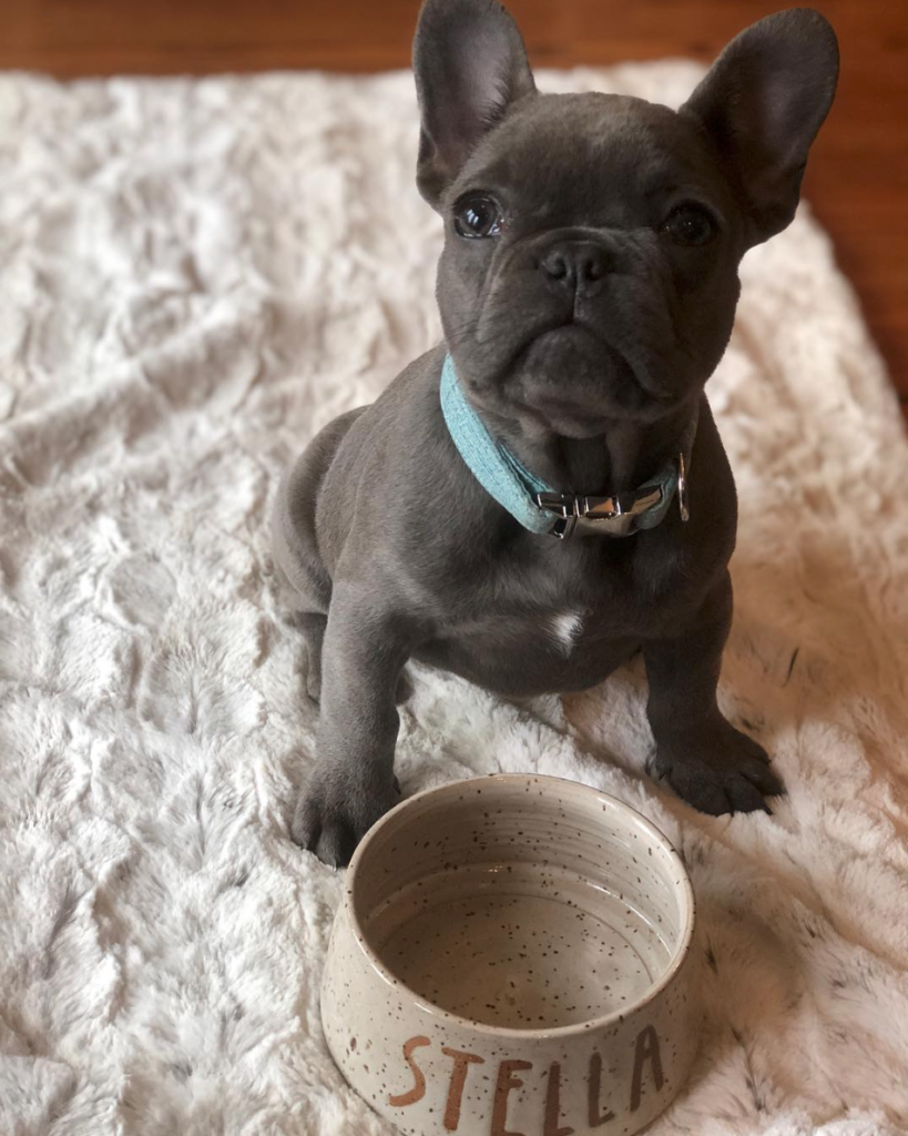 Puppy Photo Gallery Bluegrass Frenchies