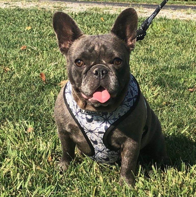 Adults for Sale | Bluegrass Frenchies