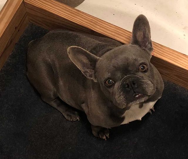 Puppies Available: | Bluegrass Frenchies