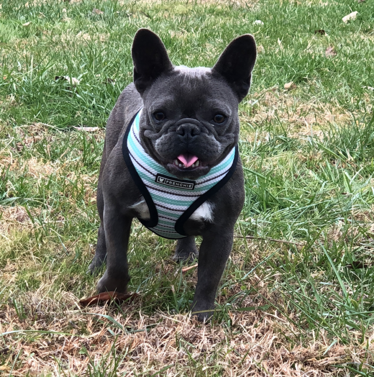 Puppies Available: | Bluegrass Frenchies