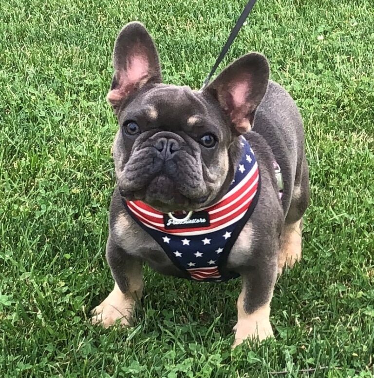 Our French Bulldog Stud Dogs | Bluegrass Frenchies