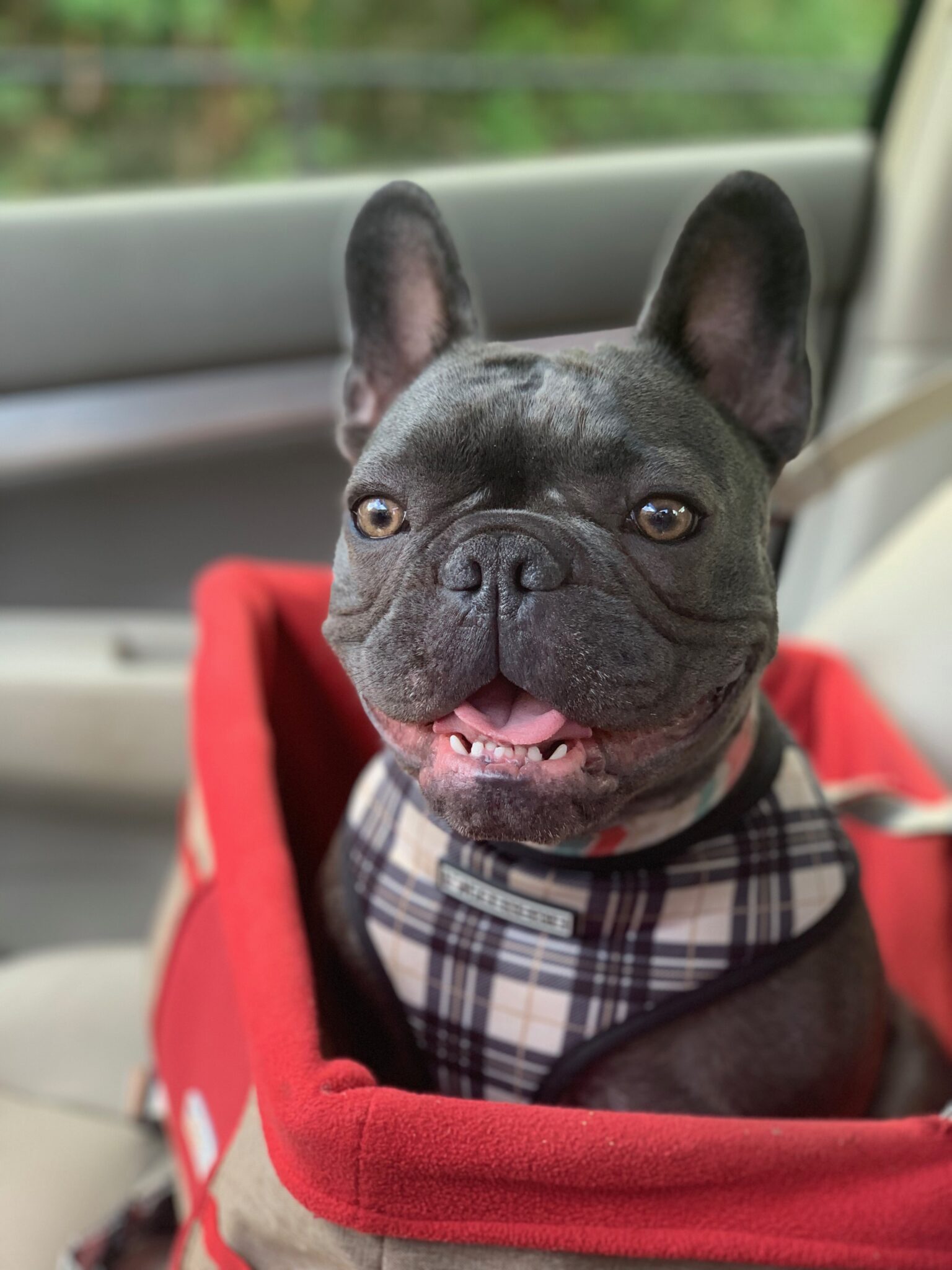 French Bulldog Photo Gallery | Bluegrass Frenchies