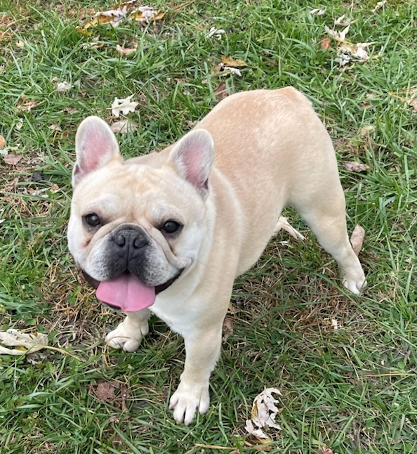 Our French Bulldog Stud Dogs | Bluegrass Frenchies