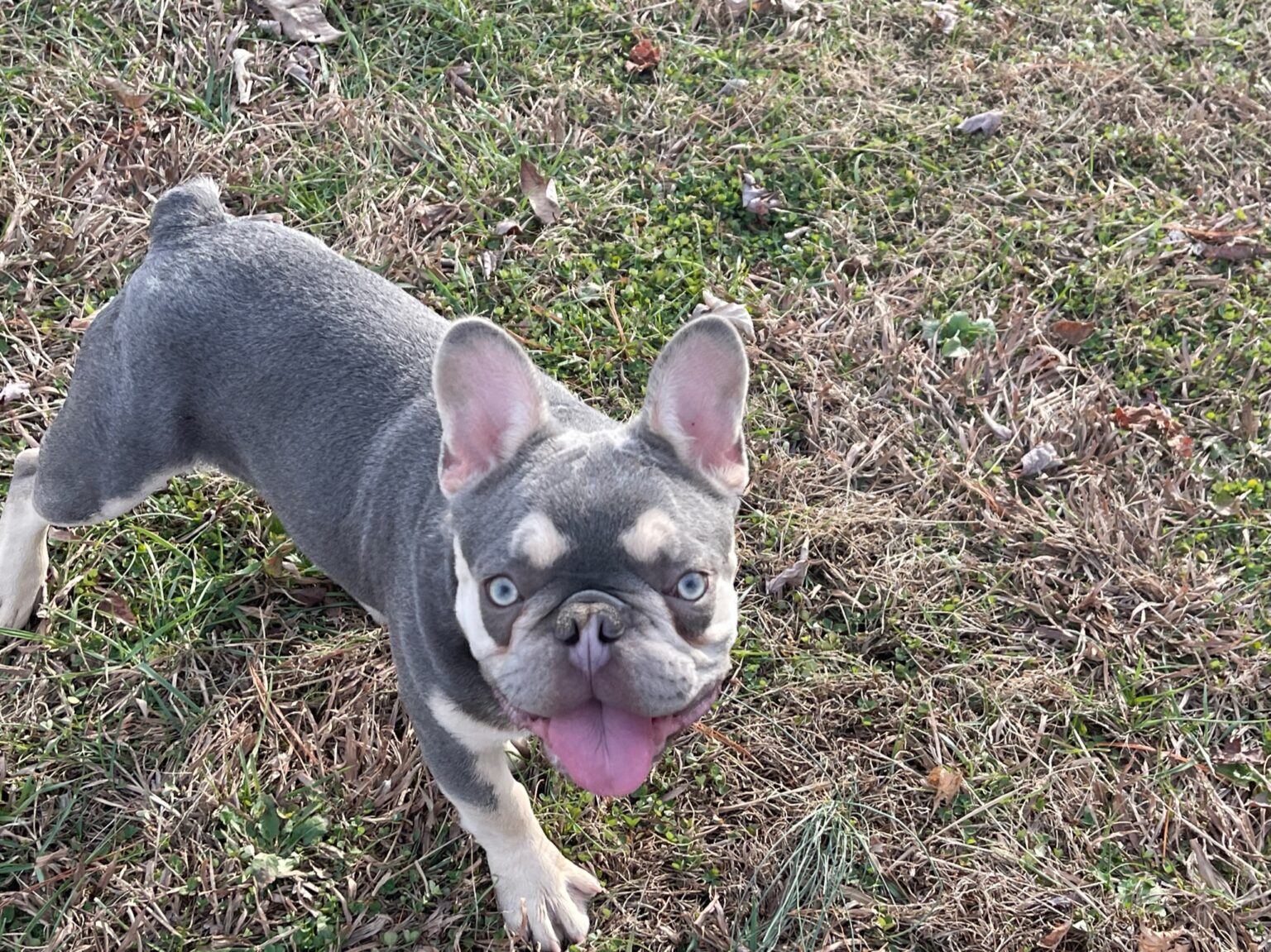 Our French Bulldog Stud Dogs | Bluegrass Frenchies