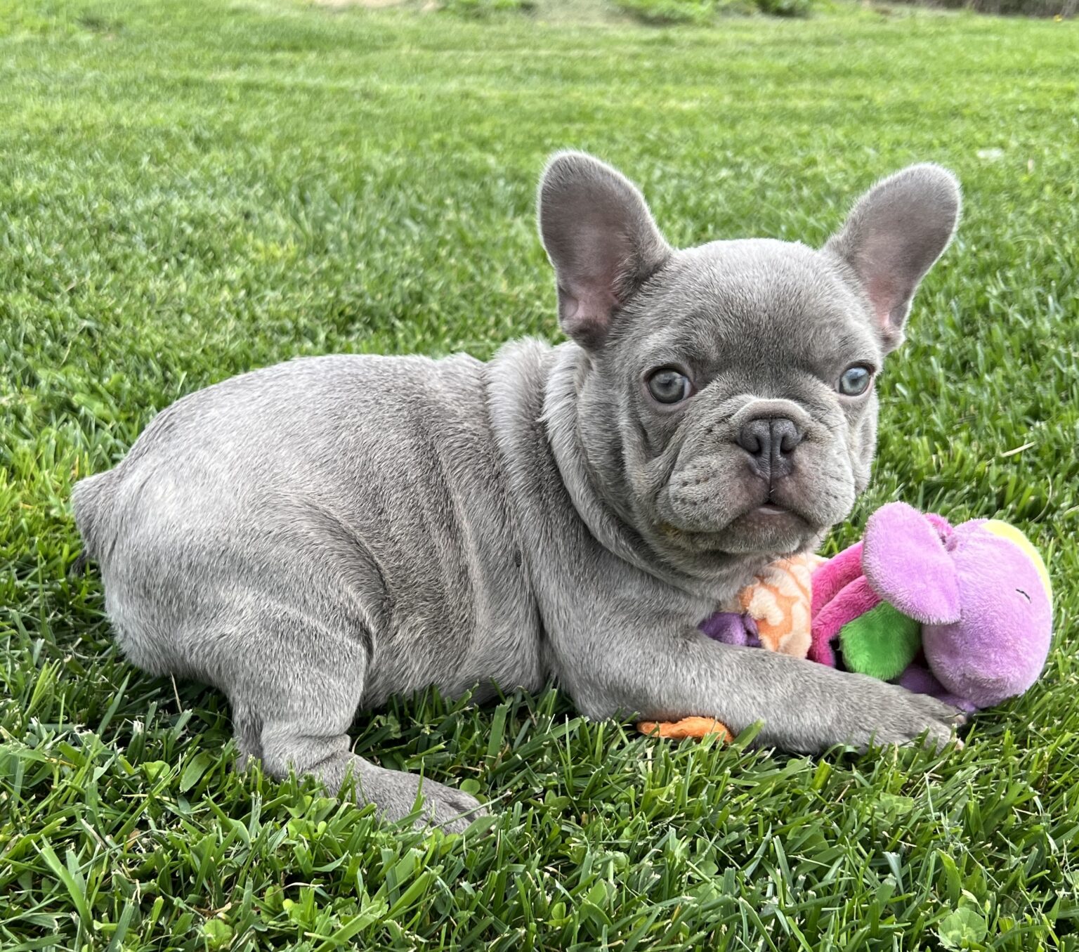 Puppies Available: | Bluegrass Frenchies