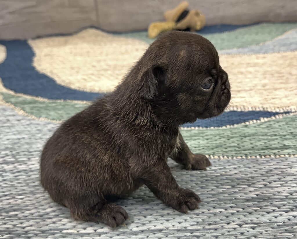 Close-up of a small brown puppy sitting on a textured woven rug, showing its head and front paws.