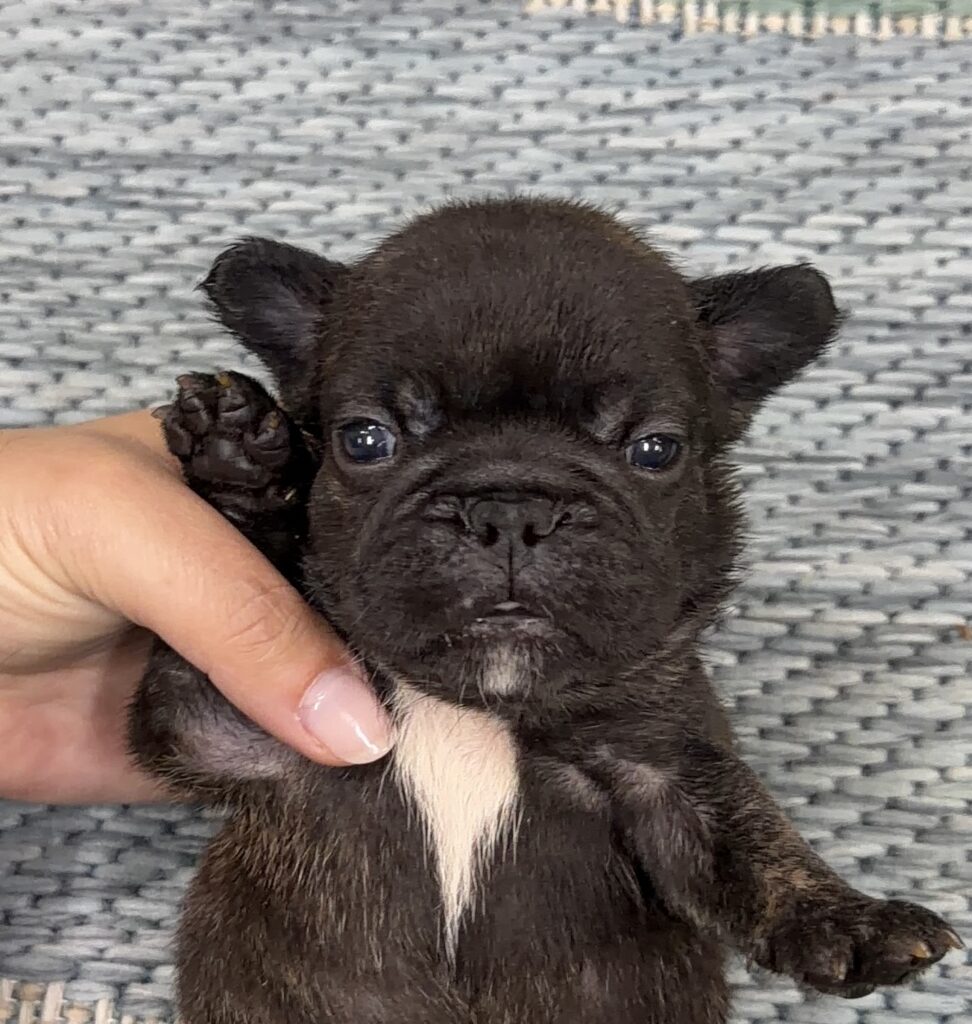 Small black puppy with a white chest being gently held by a hand on a woven surface.