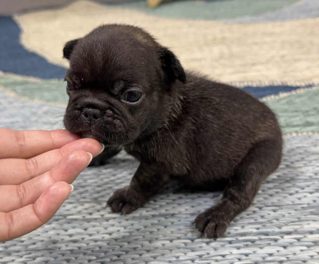 Tiny black puppy being fed from a human finger on a gray knitted surface, close-up view
