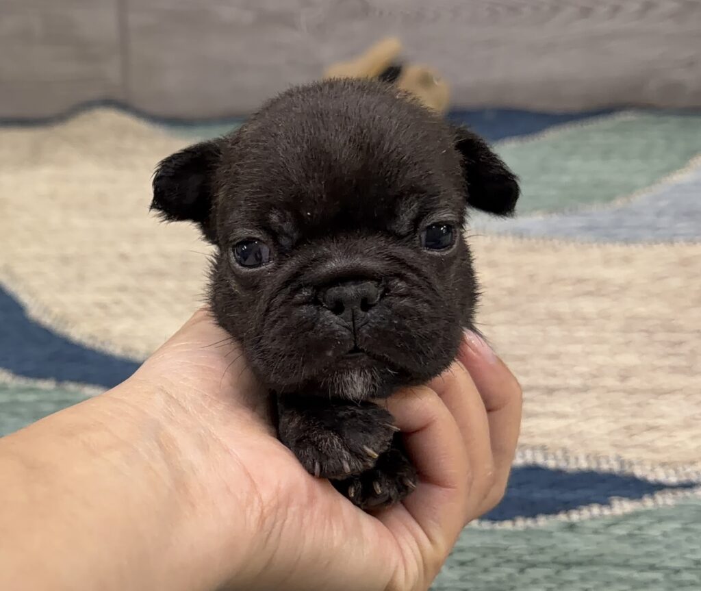 Close-up of a tiny black puppy being gently held by a hand on a patterned rug