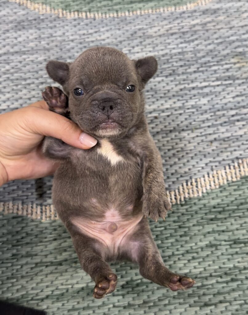Tiny brown puppy being gently held by a hand, lying on a woven rug with its paws up