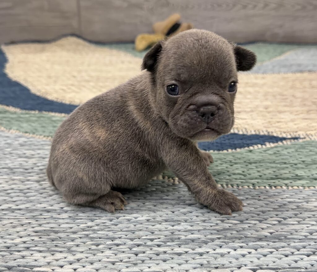 Close-up of a small gray-brown puppy sitting on a textured woven rug, looking toward the camera with dark eyes.
