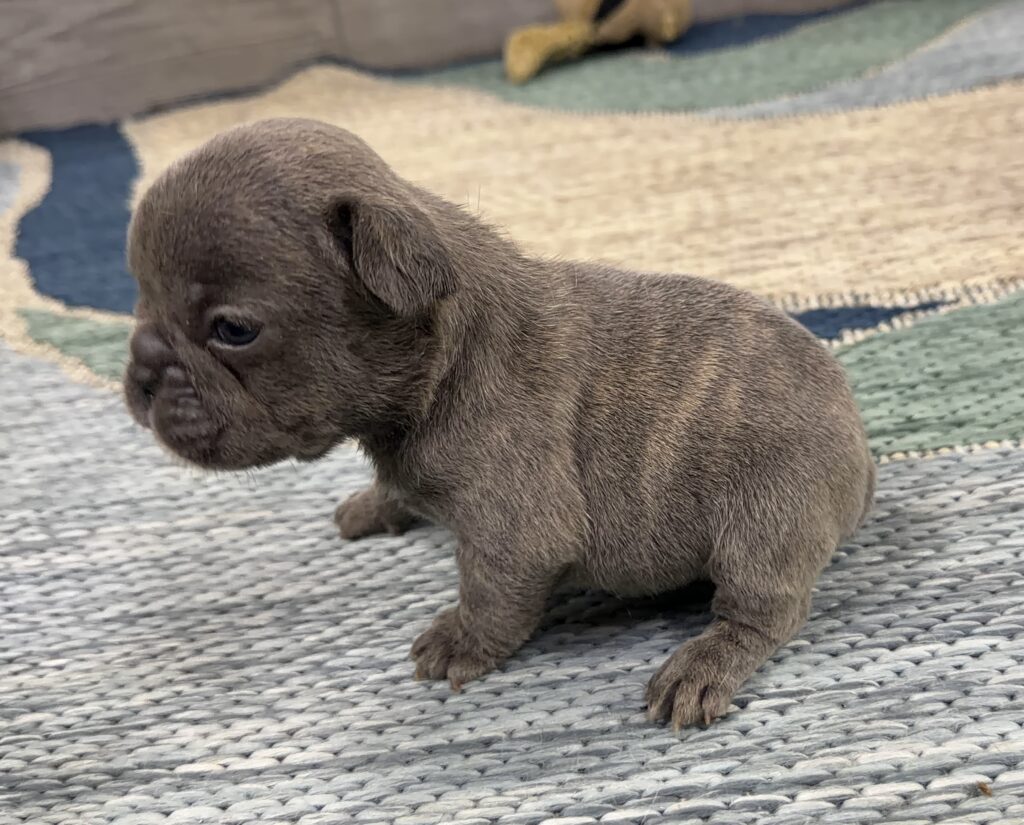 Small brown puppy standing on a woven rug, looking downward