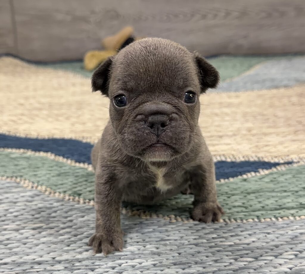 Curious young puppy standing on a woven rug, looking toward the camera.