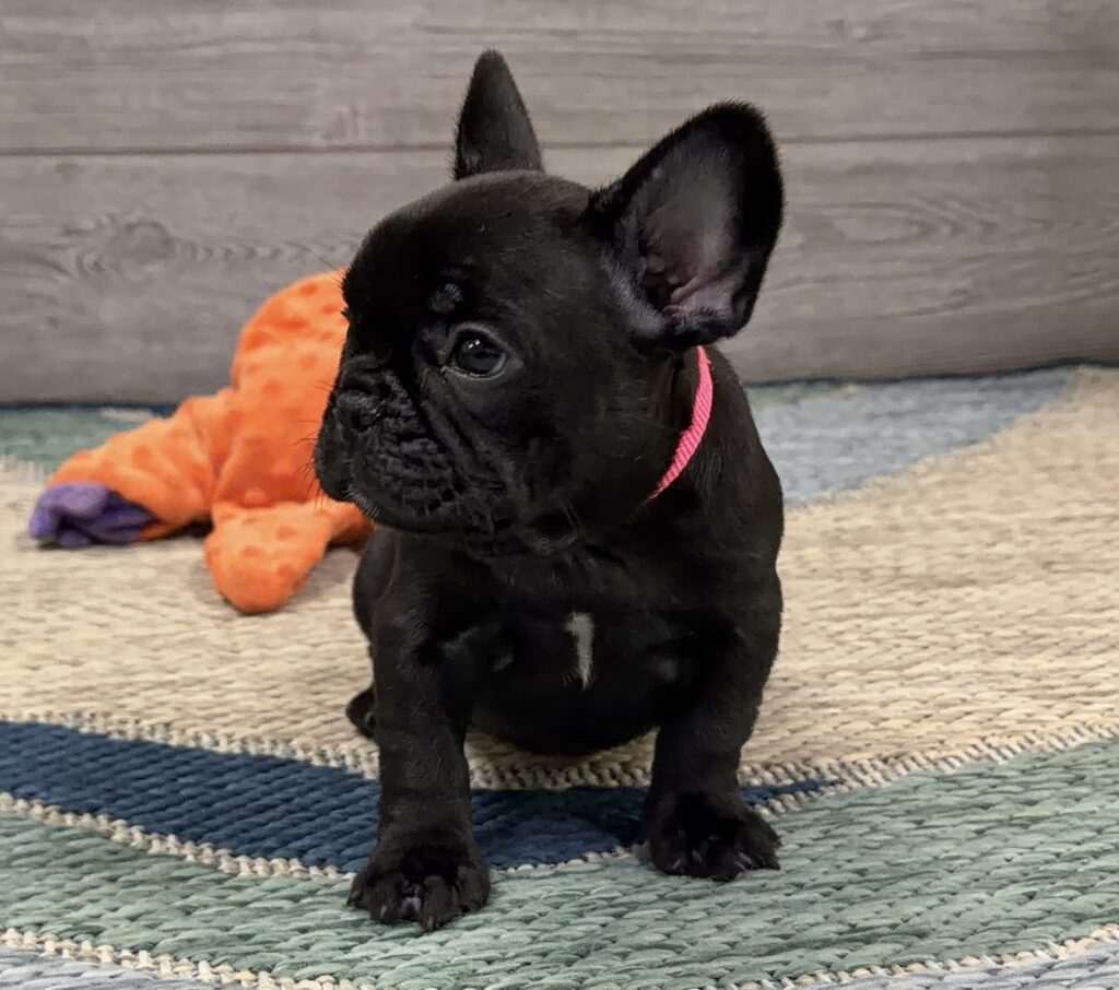 Black puppy wearing a pink collar sits on a striped rug with an orange toy in the background.