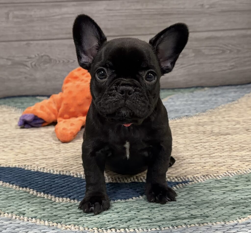 Black puppy with large ears sits upright on a woven rug, orange plush toy in the background.