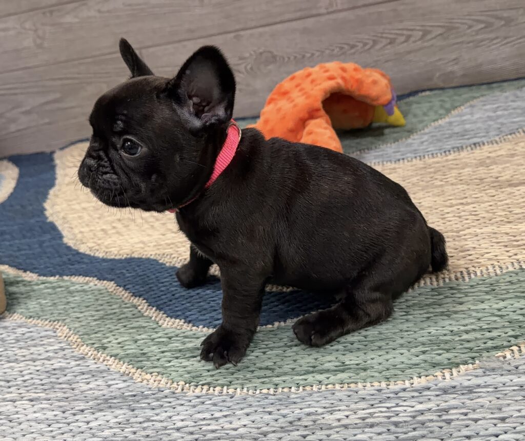 Small black puppy wearing a pink collar sitting on a multicolored woven rug, with an orange plush toy in the background.