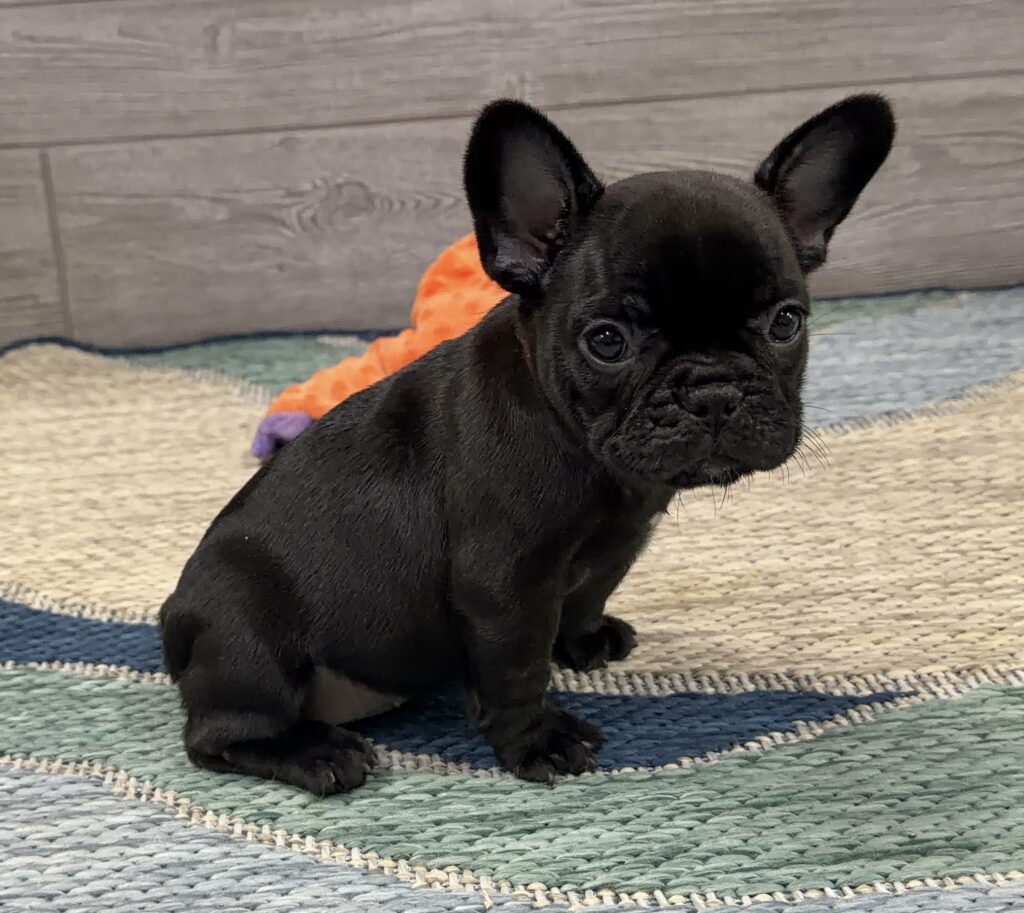 Small black puppy with large ears sitting on a colorful striped rug indoors, looking at the camera.