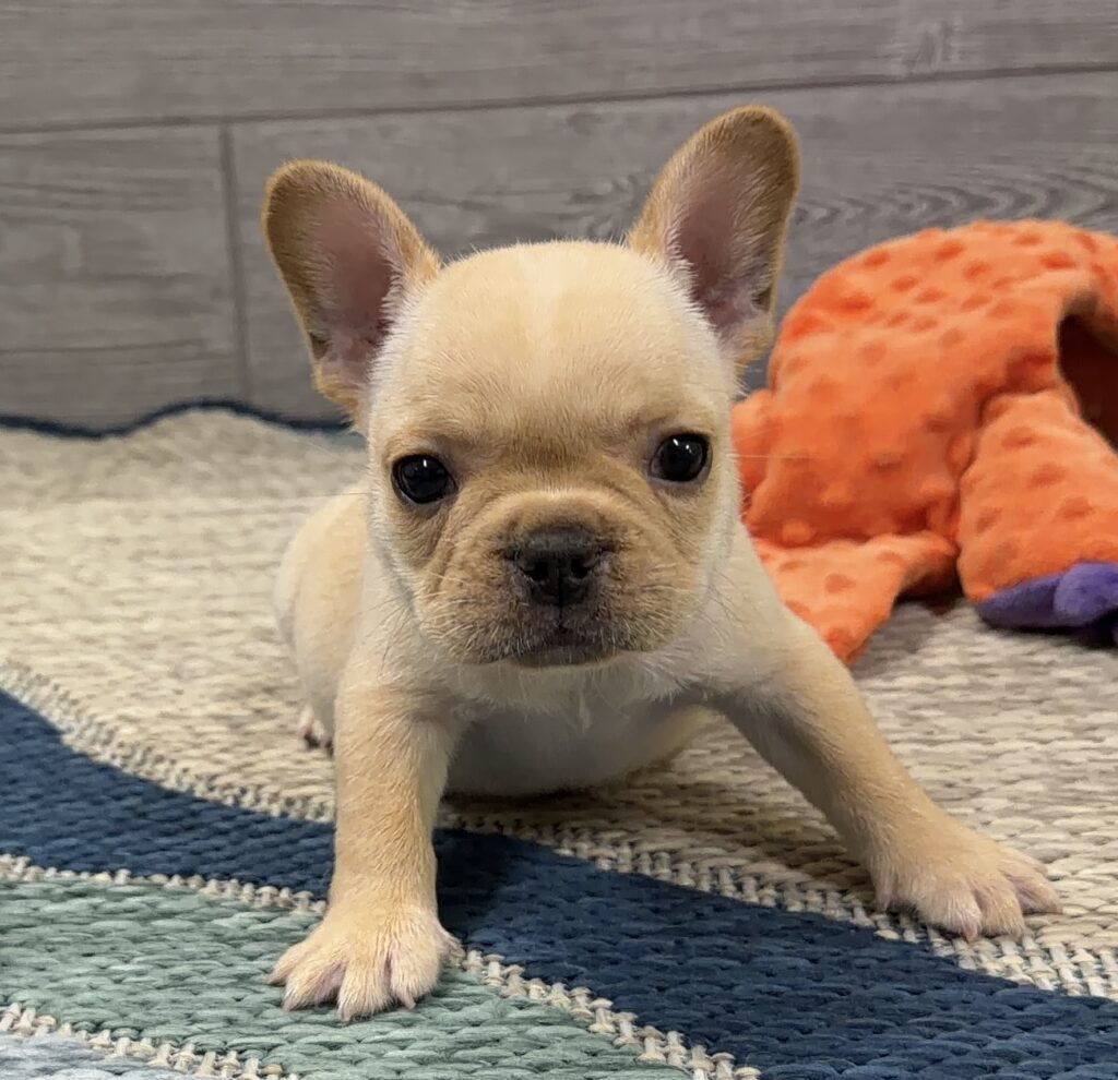 Close-up of a beige puppy with large ears, looking at the camera on a striped rug with an orange plush toy in the background.