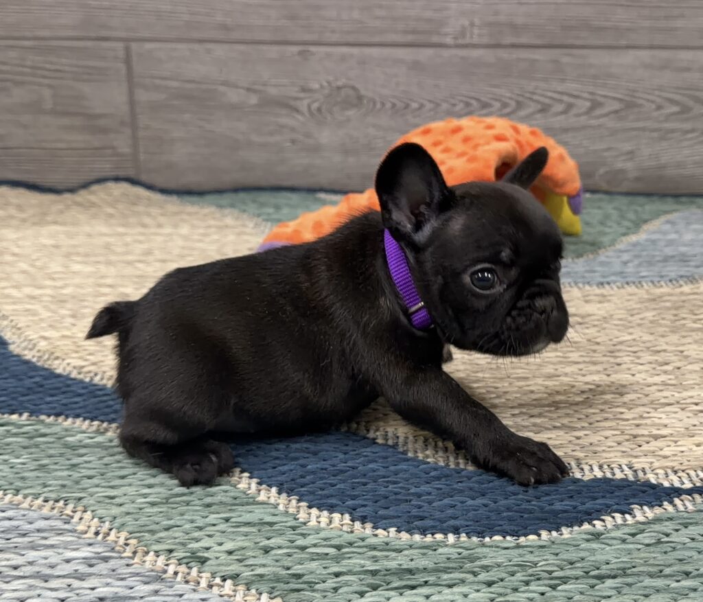Black puppy with a purple collar lying on a multicolored rug, an orange plush toy visible behind it.