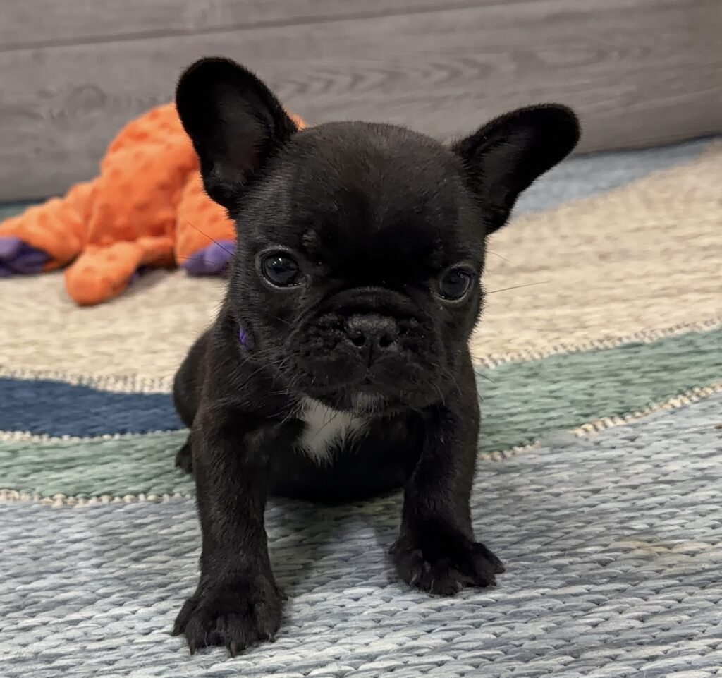 Close-up of a small black puppy with perky ears on a braided rug, orange plush toy in the background.