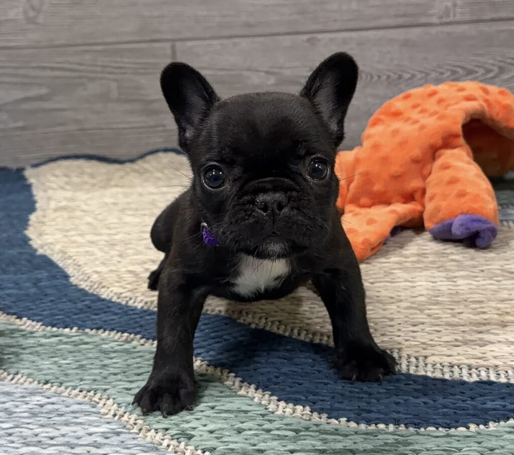 Black puppy looking at the camera on a multicolored rug with an orange plush toy nearby.