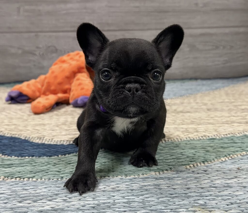 Black French Bulldog puppy sitting on a woven rug with an orange plush toy in the background.