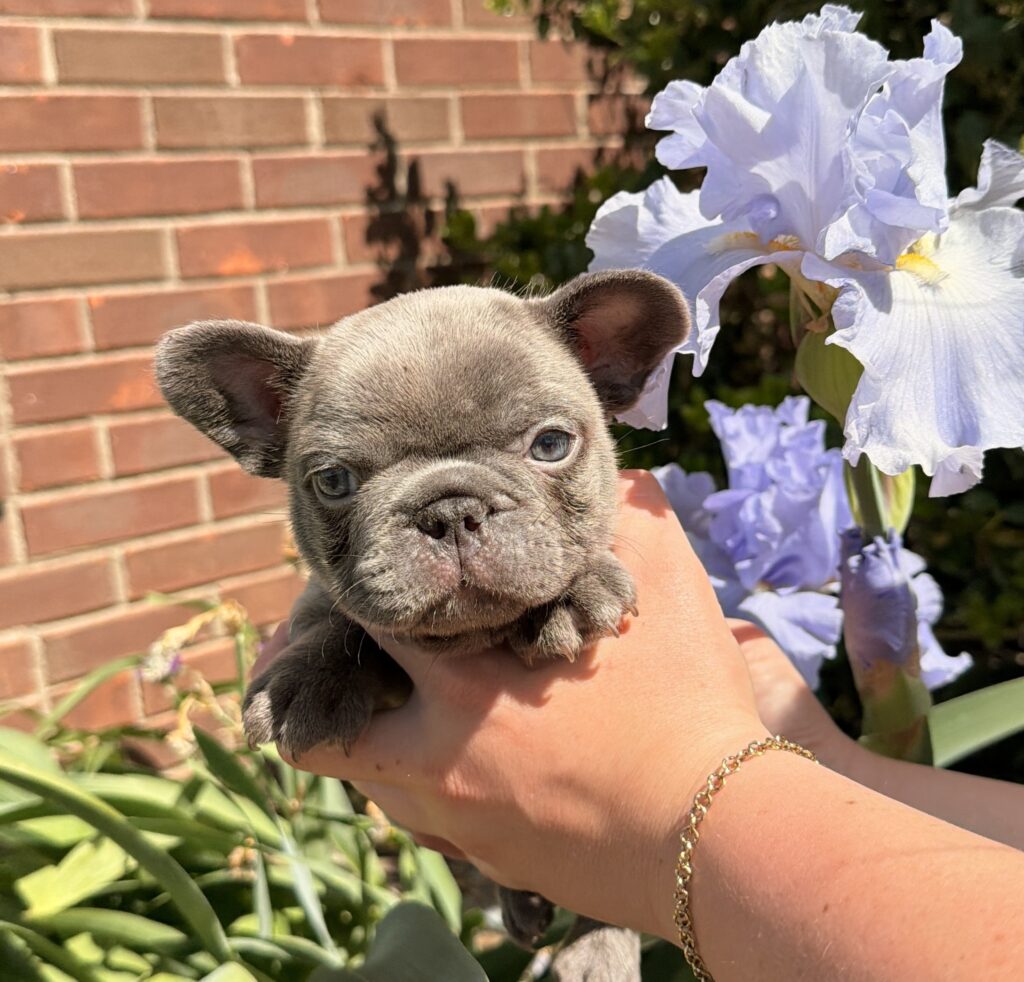 Small gray puppy being gently held by a person outdoors, with purple iris flowers and a red brick wall in the background.