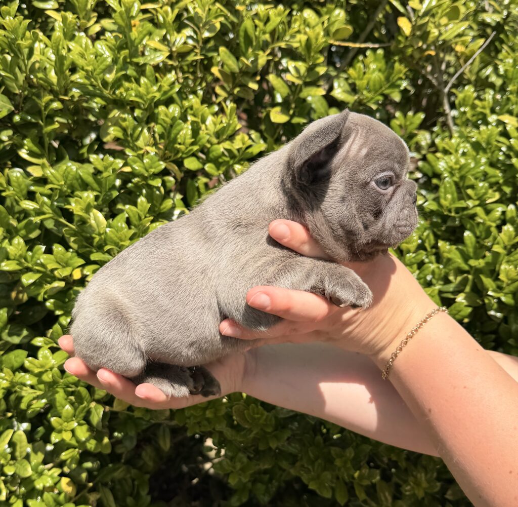 Small gray puppy cradled in a person’s hands outdoors with green hedge in the background.