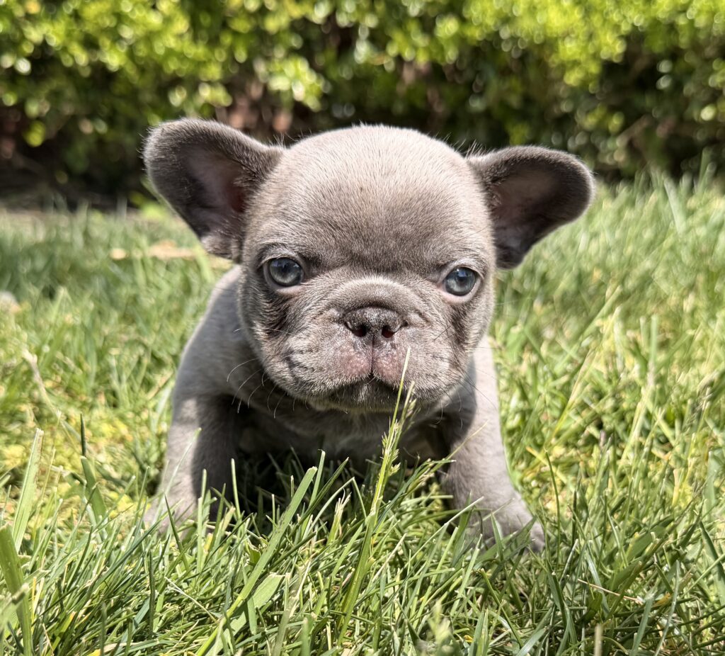 Close-up of a gray puppy with blue eyes peeking through tall green grass outdoors.