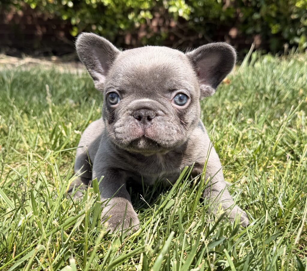 Close-up of a gray puppy with blue eyes in tall green grass in a sunny yard.