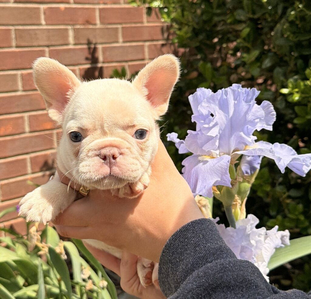 Light-colored puppy with large ears being held outdoors, with a purple iris and brick wall in the background.
