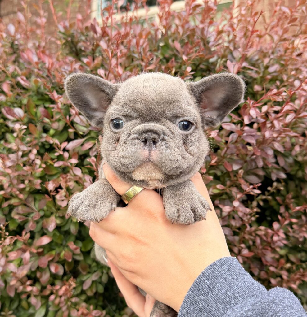 Close-up of a small gray puppy with blue eyes being held by a person, red autumnal leaves in the background.