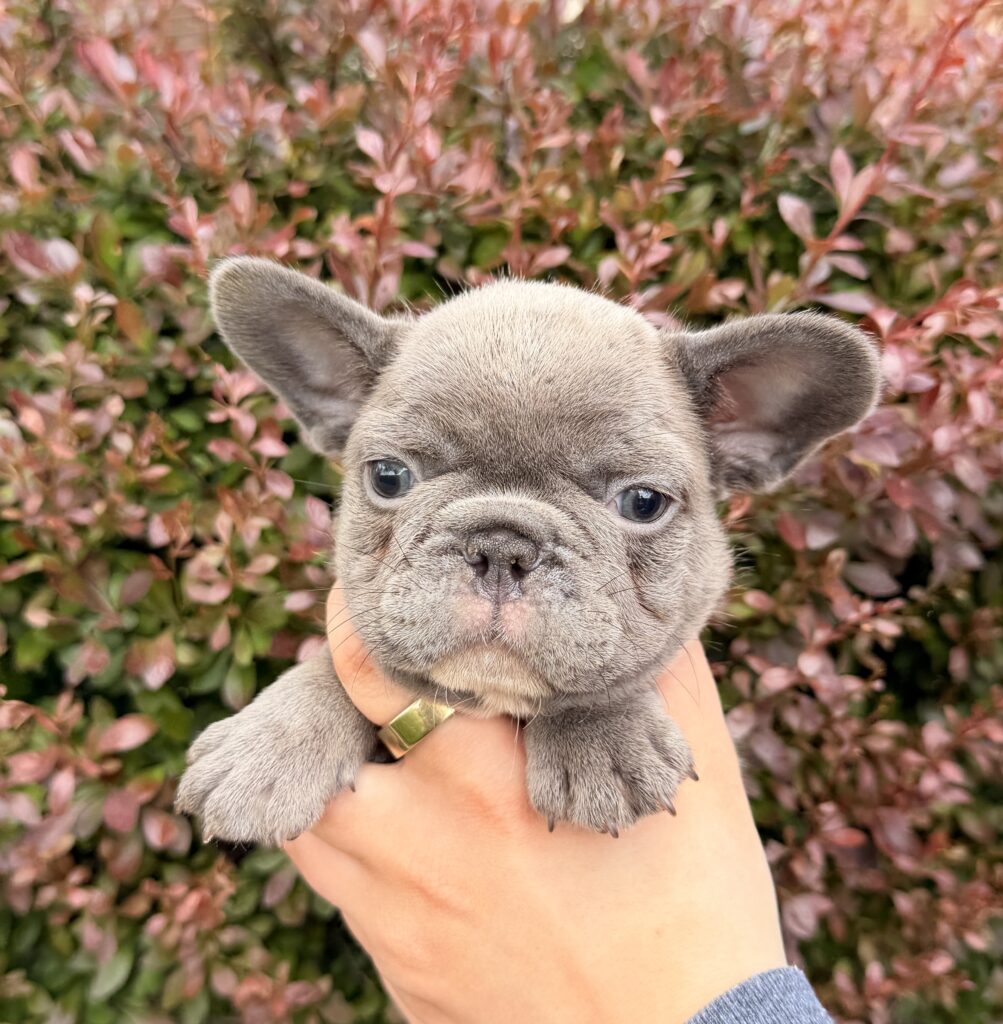 Close-up of a gray puppy with a green collar being held, background of red leaves.