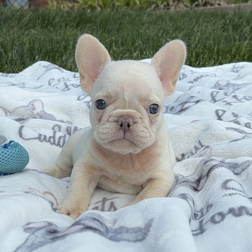 Cream French Bulldog puppy lying on a patterned blanket outdoors, with big ears and dark eyes, near a blue toy.