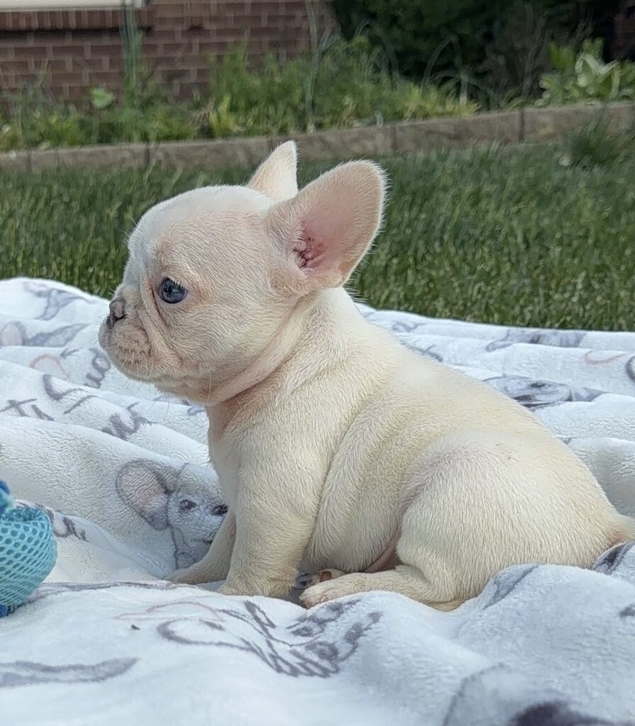 Cream-colored French Bulldog puppy sitting on a patterned blanket outdoors with grass and a brick wall in the background.