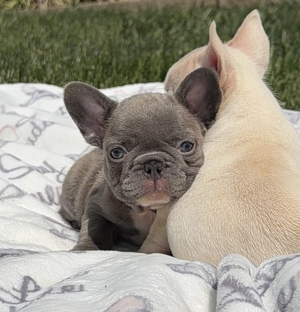 Gray French bulldog puppy facing the camera on a white blanket, cuddled beside a cream-colored dog on grass outside.
