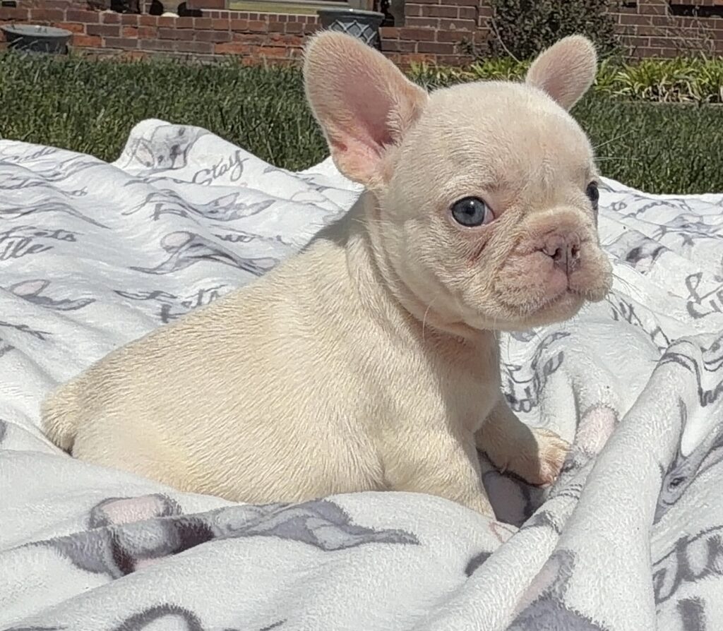 Cream-colored chihuahua puppy resting on a patterned blanket outdoors, looking toward the camera with ears upright.