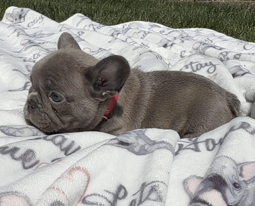 Small brown puppy with a red collar resting on a light patterned blanket outdoors on the grass.