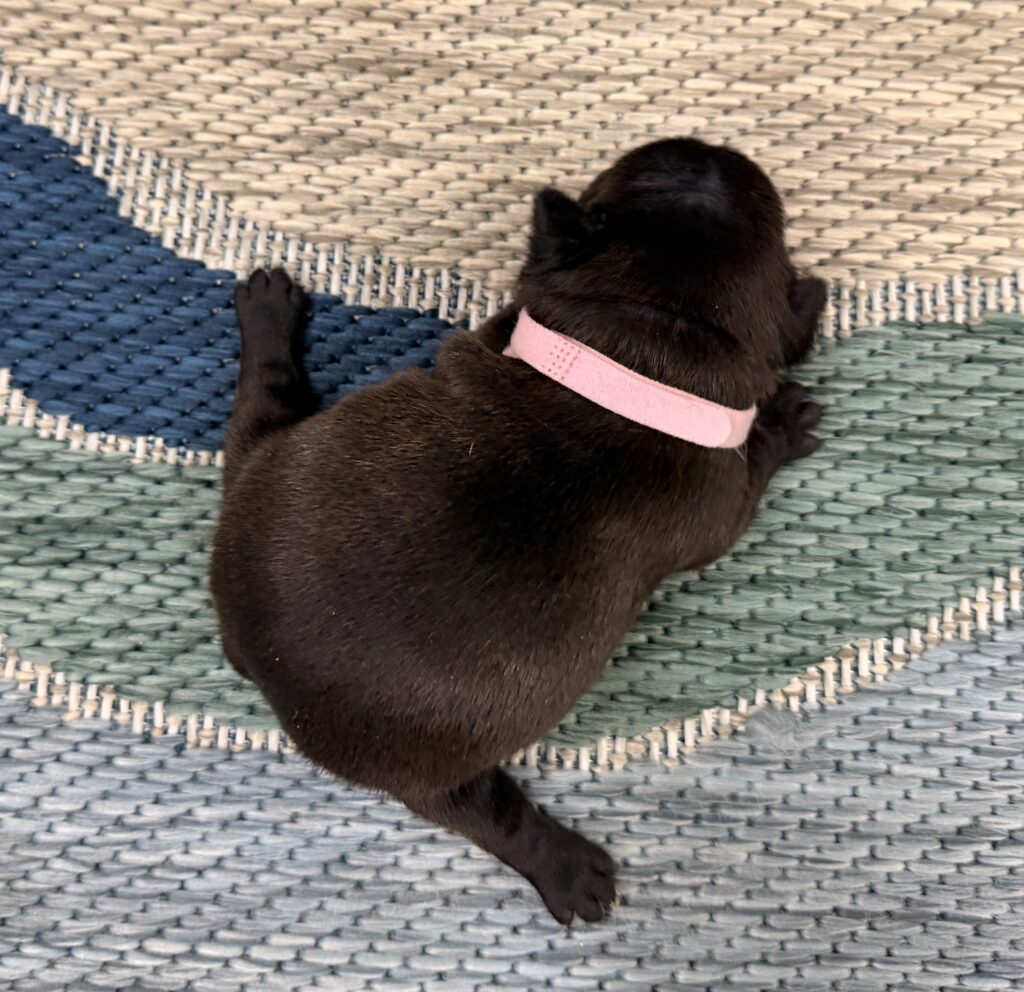 Black puppy wearing a pink collar resting on a blue and beige woven rug.