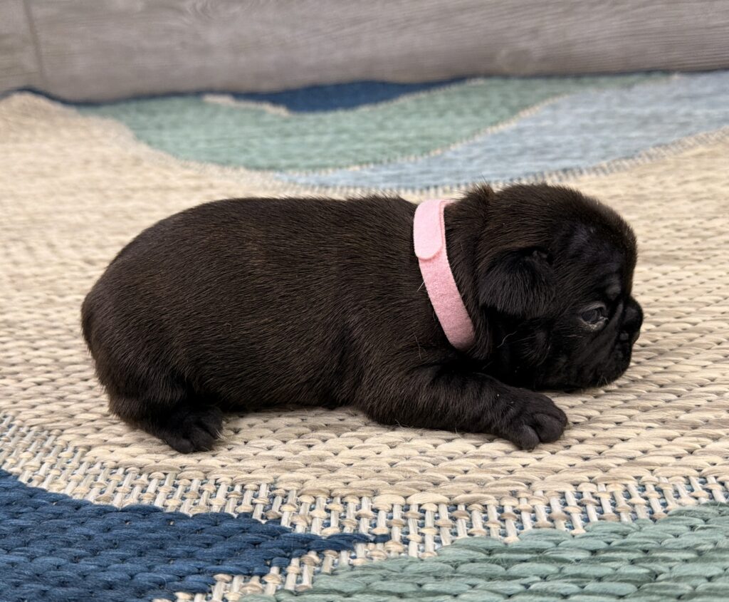 Black puppy wearing a pink collar, resting on a textured woven rug indoors