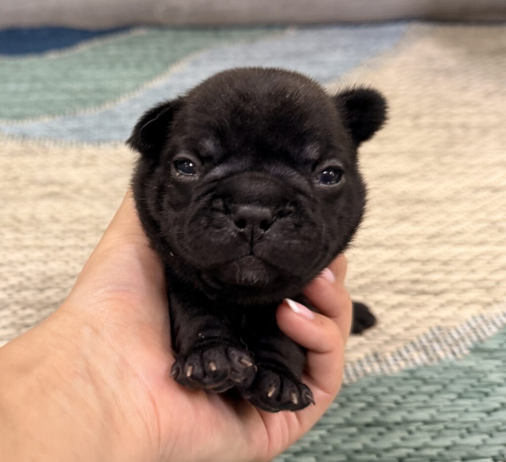 Close-up of a tiny black puppy being gently held in a hand, with a woven rug in the background.