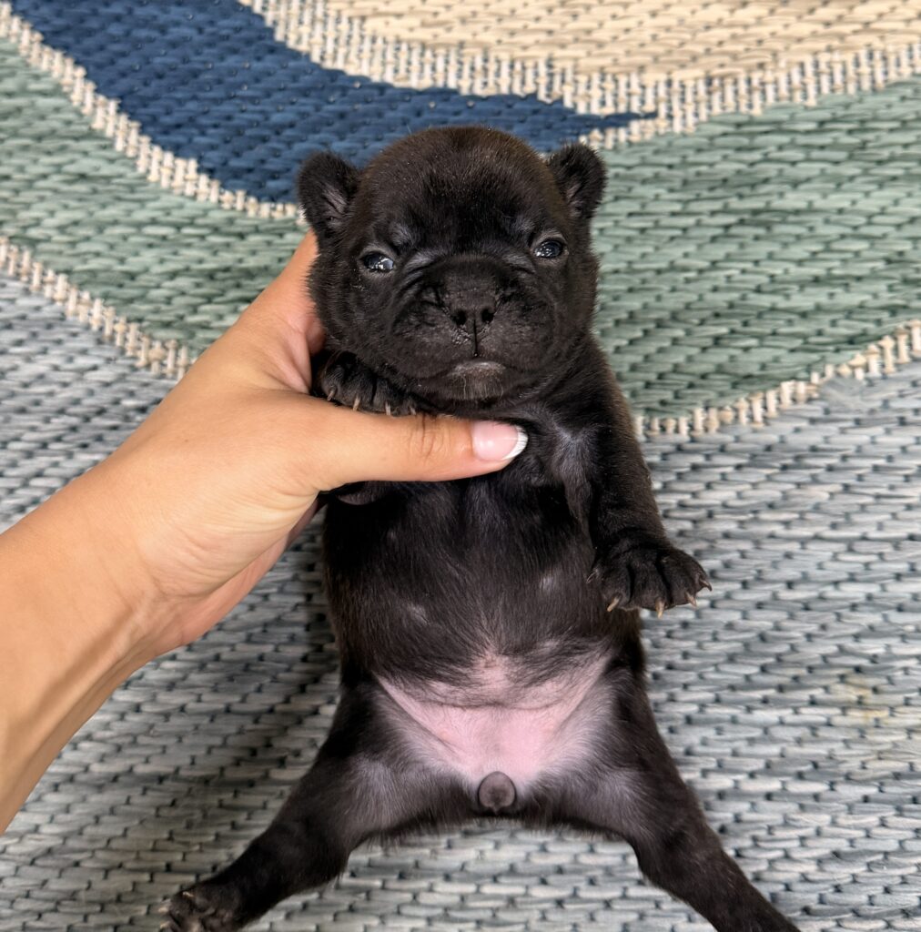 Tiny black puppy being gently held in a hand, lying on a woven mat backdrop, pink belly visible nearby.